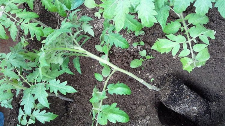 La nouvelle méthode pour avoir une récolte abondante de tomates