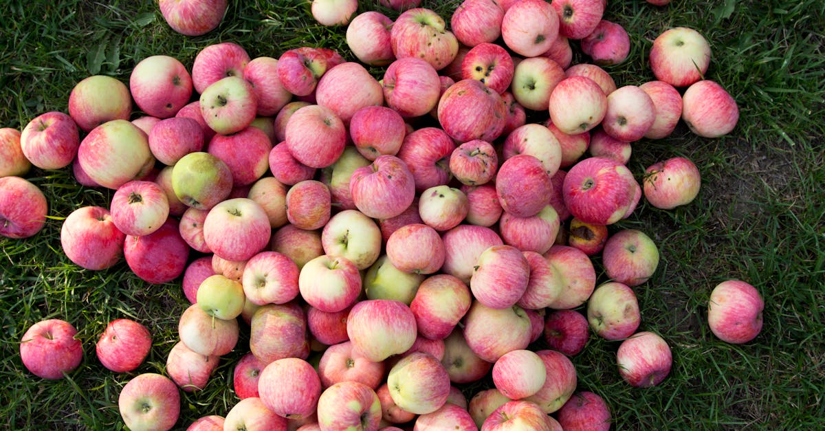 découvrez notre recette facile et délicieuse de croustillant aux pommes, un dessert parfait pour toutes les saisons avec une garniture croustillante et des pommes fondantes.