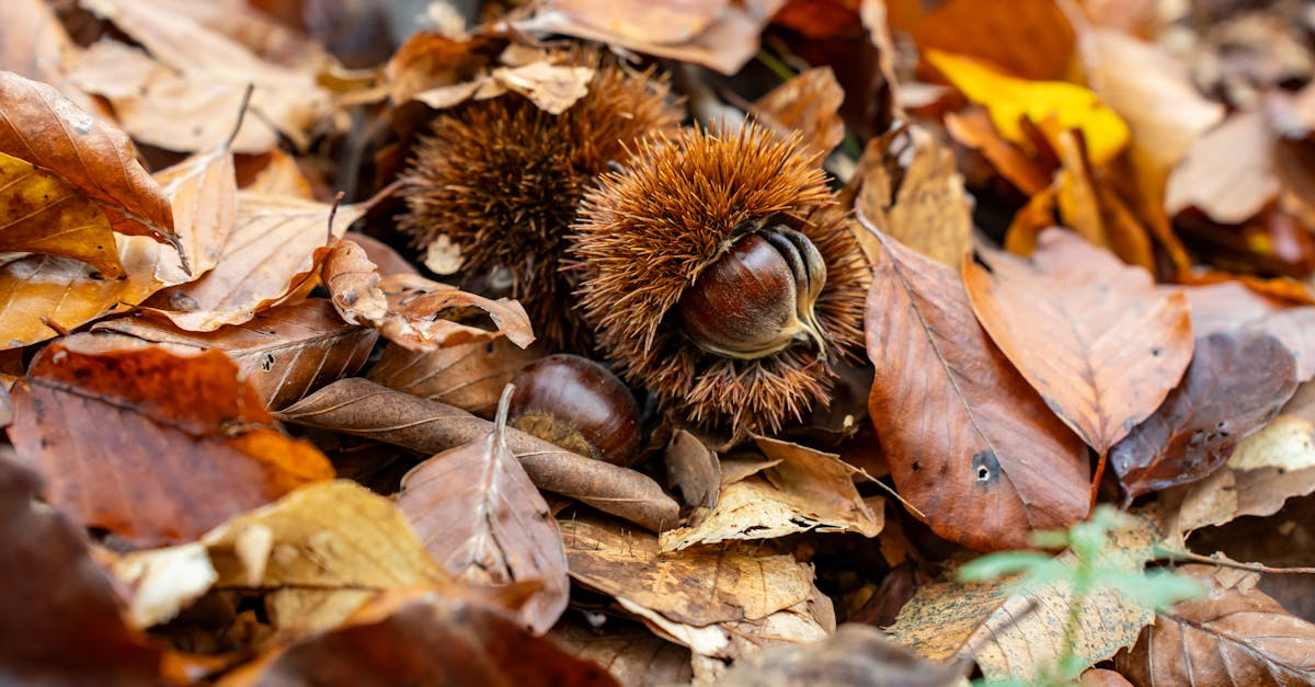 découvrez les bienfaits des châtaignes bouillies : riches en fibres, vitamines et antioxydants, elles favorisent la digestion et renforcent le système immunitaire.