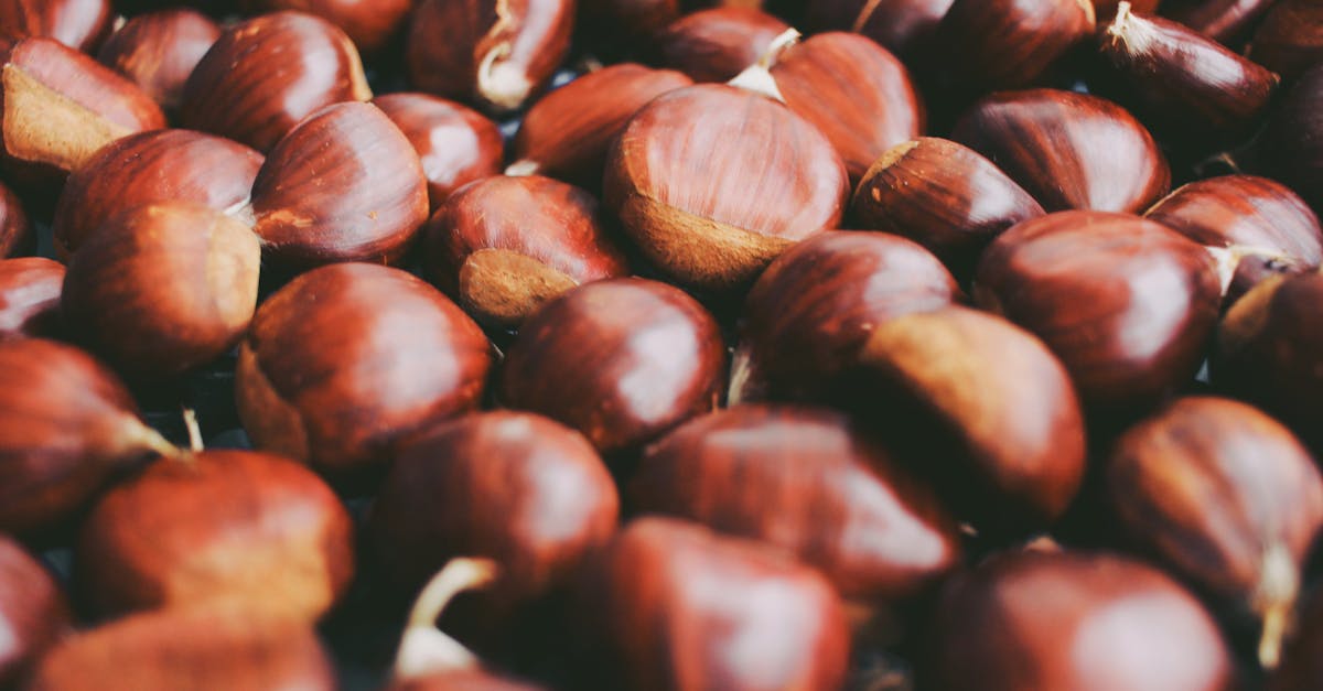 découvrez tout sur les châtaignes : leurs bienfaits, recettes savoureuses et astuces pour bien les choisir et les préparer.