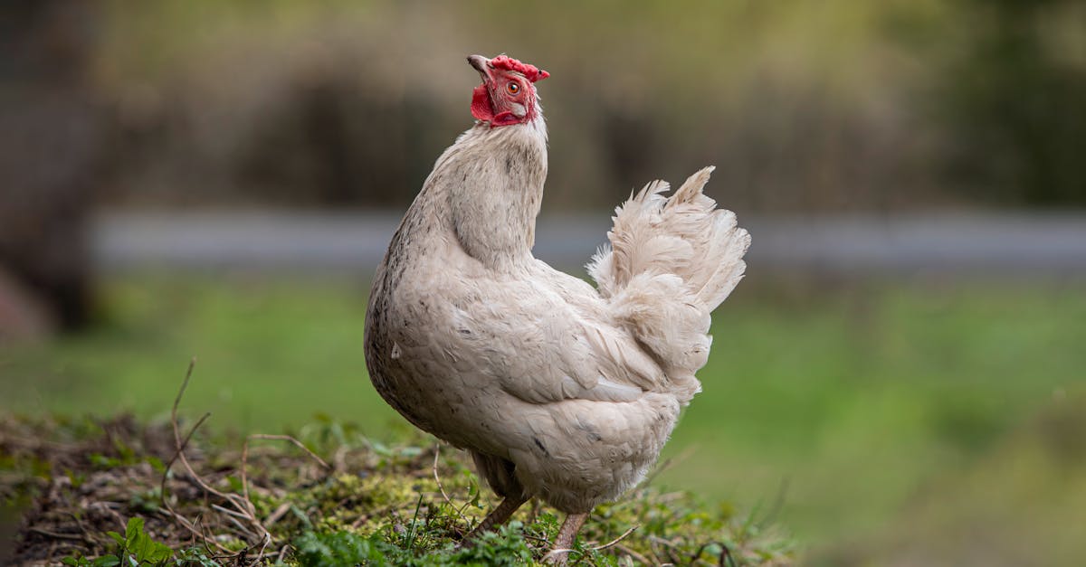 découvrez tout sur le poulet : recettes savoureuses, astuces de cuisson et conseils nutritionnels pour apprécier ce met délicieux.