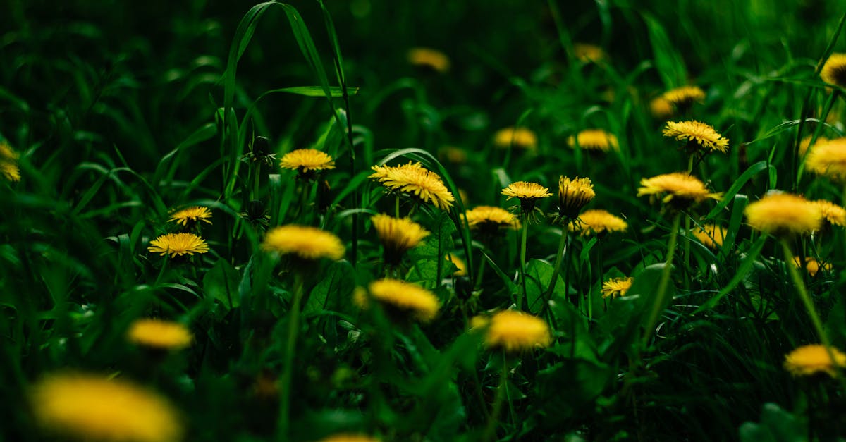 découvrez les câpres de pissenlit, une délicieuse alternative naturelle aux câpres traditionnelles, idéales pour relever vos plats avec une touche unique et authentique.