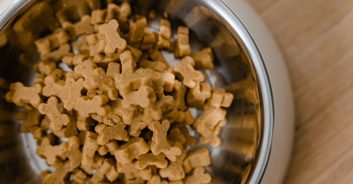 découvrez une sélection de nourriture pour chiens de qualité, adaptée à tous les besoins et âges, pour assurer la santé et le bien-être de votre compagnon fidèle.