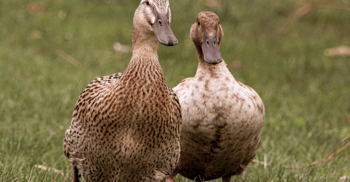 découvrez comment cuisiner un magret de canard tendre et savoureux avec nos recettes faciles et conseils de préparation.
