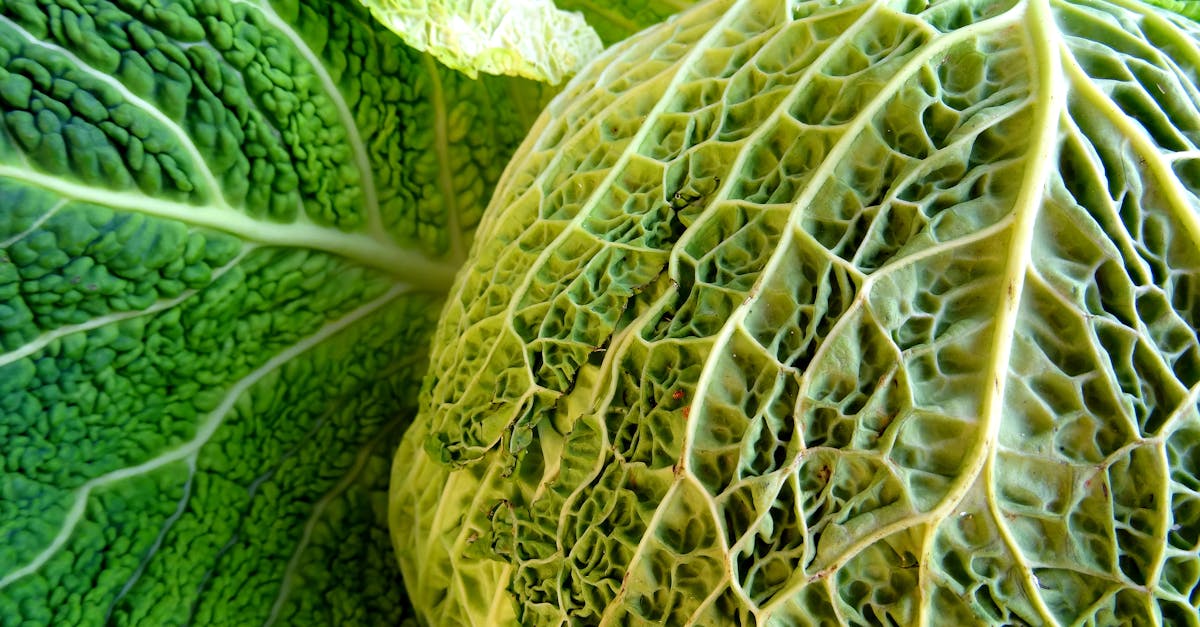 découvrez comment cuisiner le chou vert rapidement et savoureusement grâce à l'autocuiseur, pour des plats sains et pleins de fraîcheur.