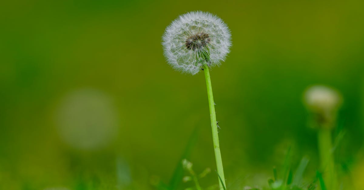 découvrez notre désherbant naturel efficace et écologique pour éliminer les mauvaises herbes sans produits chimiques, respectueux de votre jardin et de l'environnement.