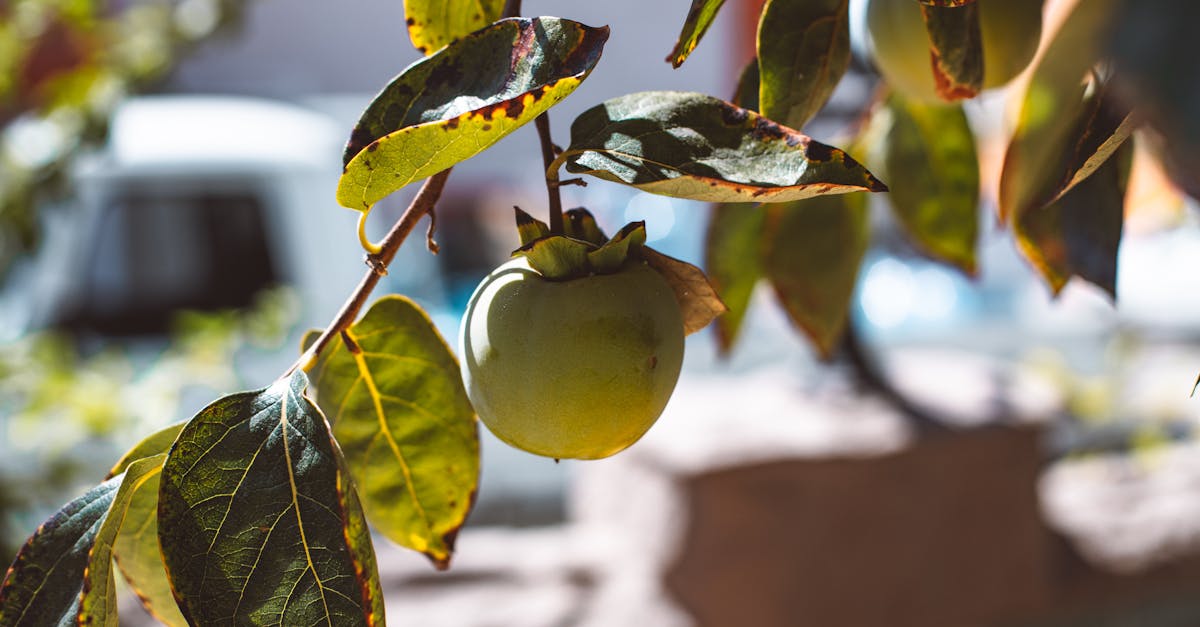 découvrez notre délicieuse recette de confiture de kakis, un incontournable fruité et sucré pour vos petits-déjeuners et desserts.