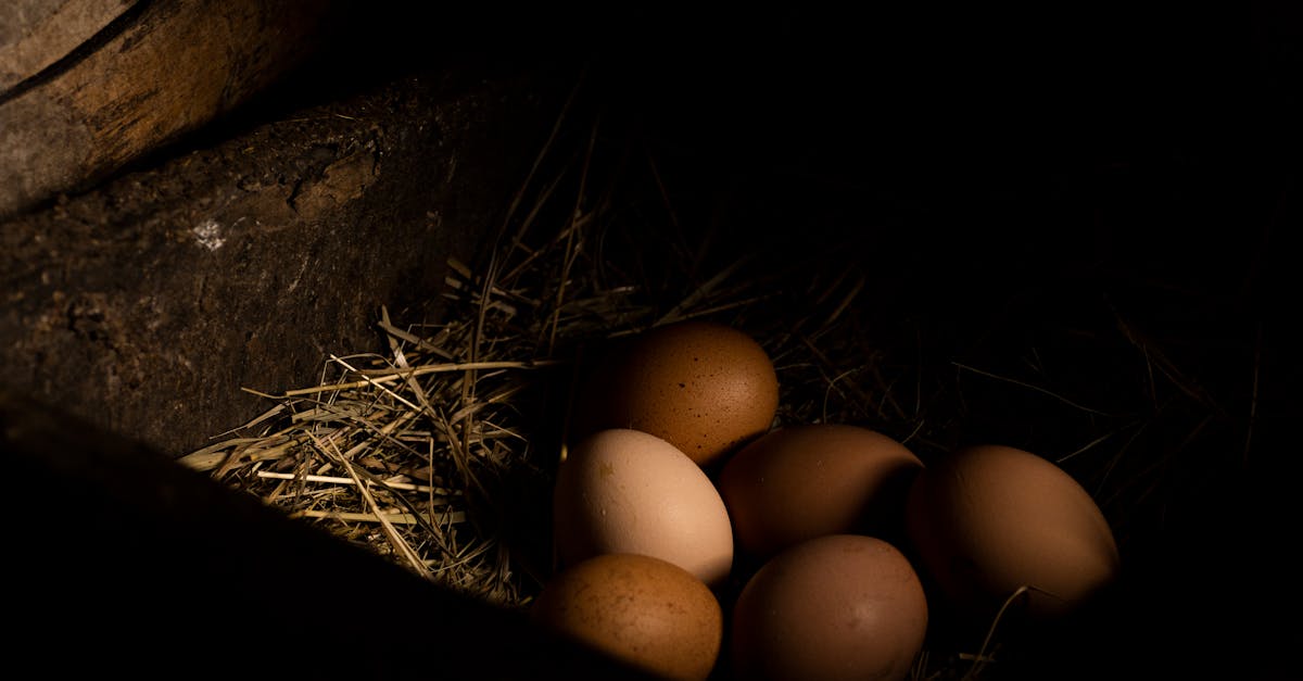 découvrez nos œufs rustiques, fraîcheur et saveur authentique pour vos recettes traditionnelles.