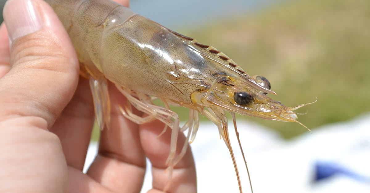 découvrez tout sur les crevettes : recettes, bienfaits, astuces de cuisson et conseils pour choisir les meilleures crevettes fraîches et savoureuses.