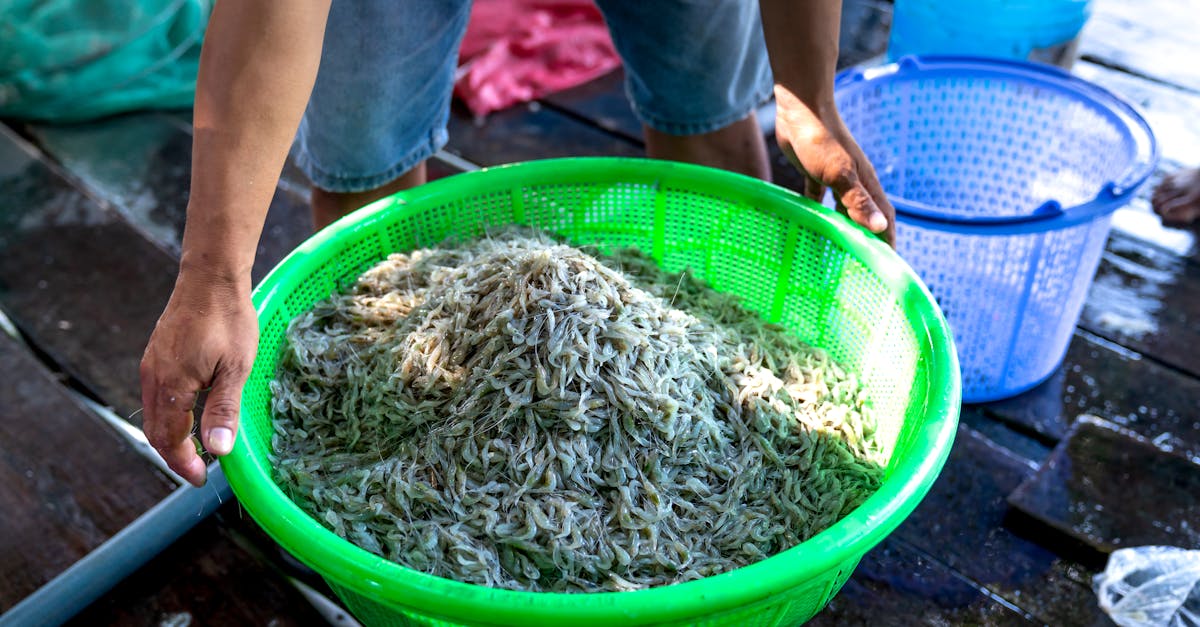 découvrez tout sur les crevettes : recettes savoureuses, bienfaits nutritionnels et conseils pour choisir des crevettes fraîches.