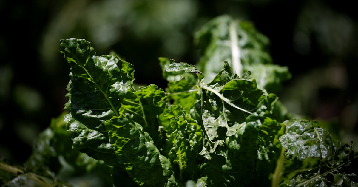 délicieux gratin de bette à carde suisse, riche en saveurs et facile à préparer, parfait pour un repas sain et réconfortant.