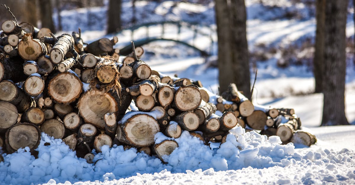 découvrez l'histoire et la tradition de la bûche de noël, un dessert festif incontournable pour célébrer les fêtes avec gourmandise et convivialité.