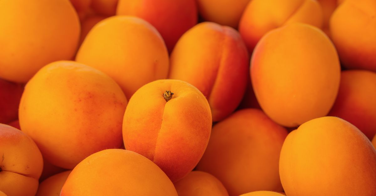 découvrez notre recette facile et délicieuse de gâteau à l'abricot, parfait pour un dessert fruité et gourmand.