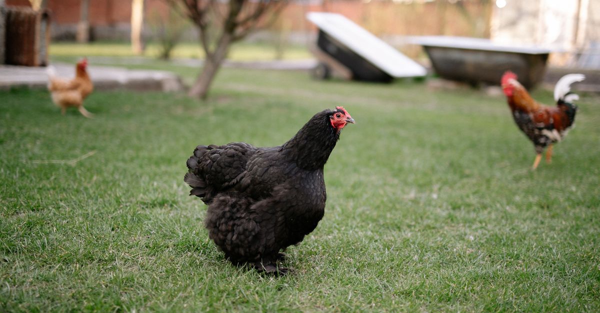découvrez tout sur le poulet : recettes, conseils de cuisson et astuces pour choisir les meilleures pièces de viande.