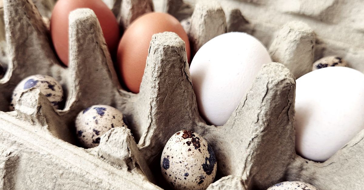 découvrez nos œufs rustiques, frais et de qualité pour des recettes savoureuses et authentiques.
