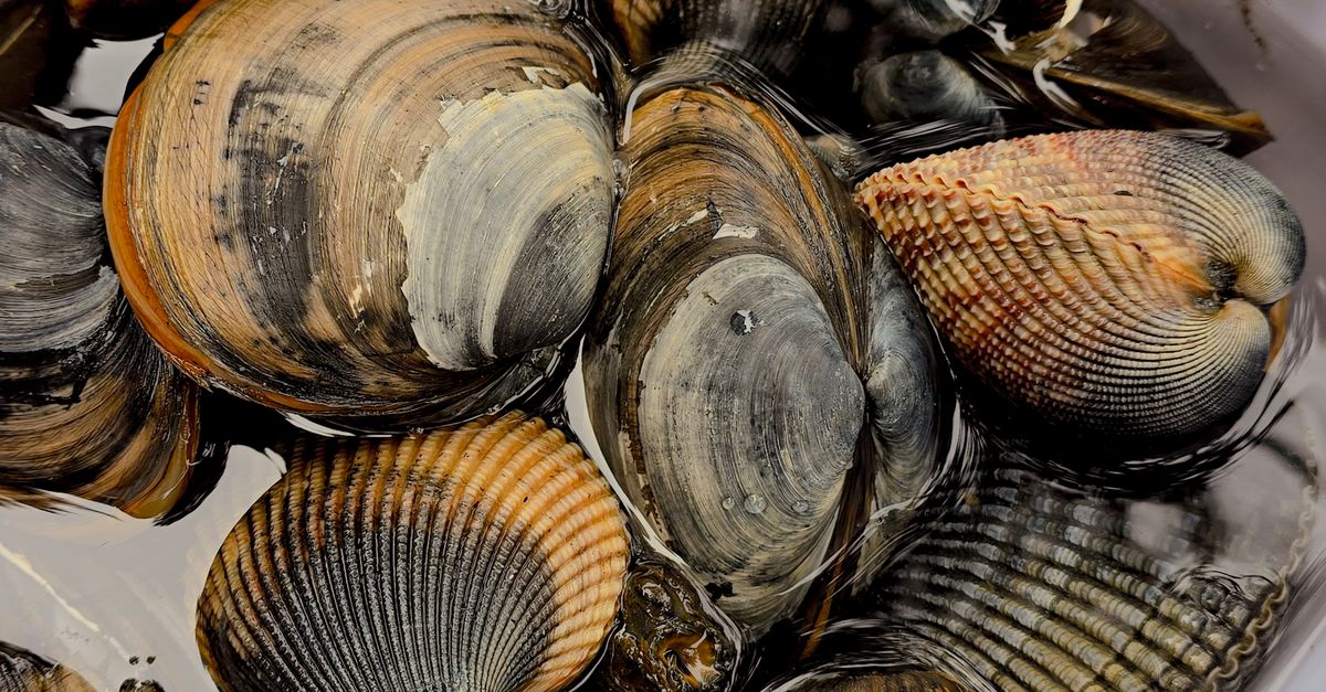 découvrez notre terrine de fruits de mer, une délicieuse préparation fraîche et savoureuse, idéale pour vos apéritifs et repas gourmands.