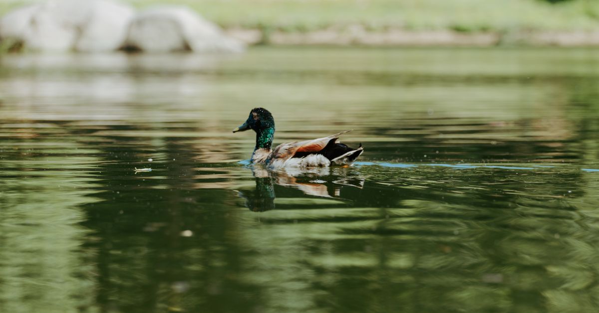 Accueil 12 découvrez tout sur le canard : habitat, espèces, comportement et curiosités sur cet oiseau aquatique fascinant.