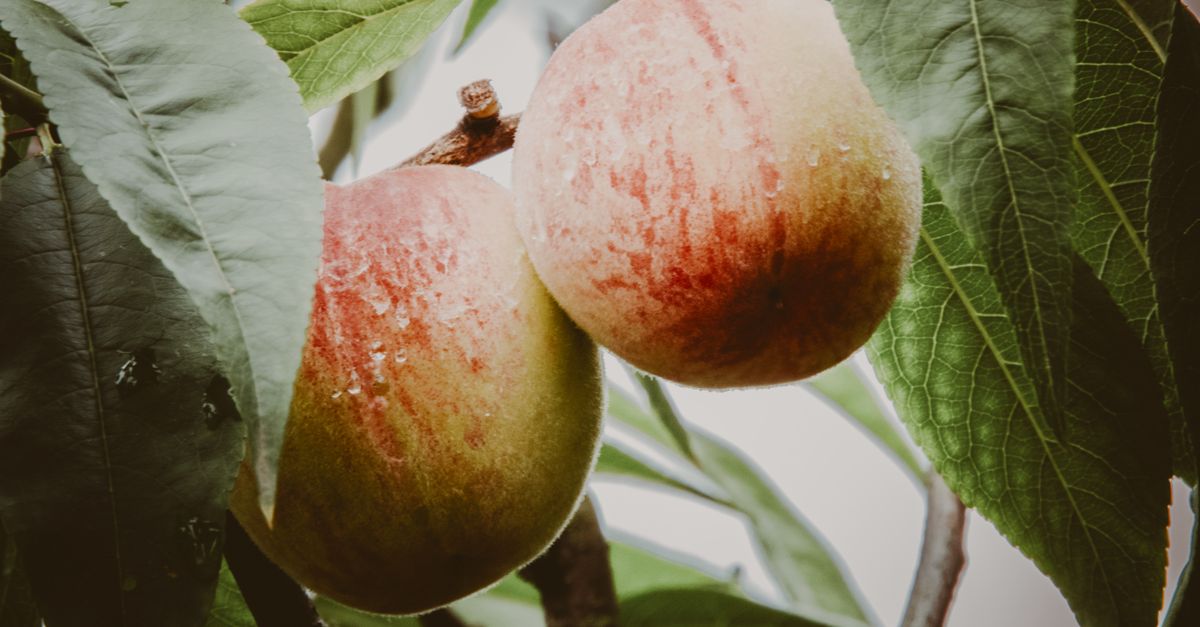 Accueil 9 découvrez notre délicieuse confiture de pêche, préparée avec des fruits frais et naturels pour un goût sucré et authentique. parfaite pour vos tartines et desserts maison.