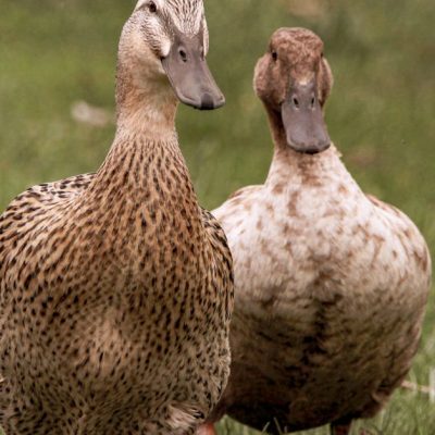 découvrez comment cuisiner un magret de canard tendre et savoureux avec nos recettes faciles et conseils de préparation.