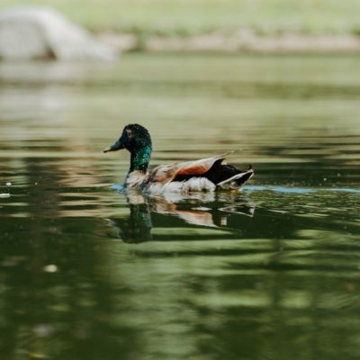 découvrez tout sur le canard : habitat, espèces, comportement et curiosités sur cet oiseau aquatique fascinant.