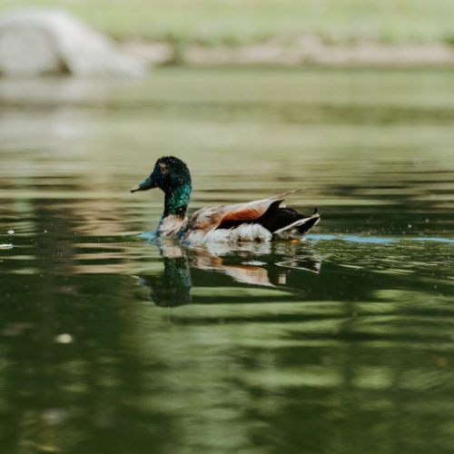 Aiguillettes de canard à la forestière : une recette savoureuse et facile à préparer
