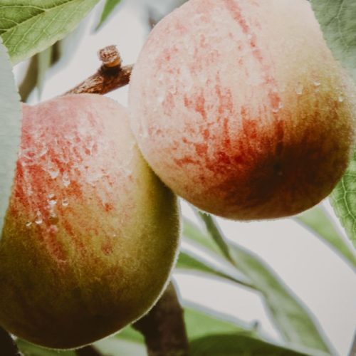 Comment préparer une délicieuse confiture de pêches maison et surprendre vos papilles