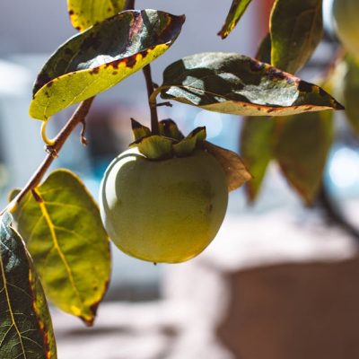 découvrez notre délicieuse recette de confiture de kakis, un incontournable fruité et sucré pour vos petits-déjeuners et desserts.