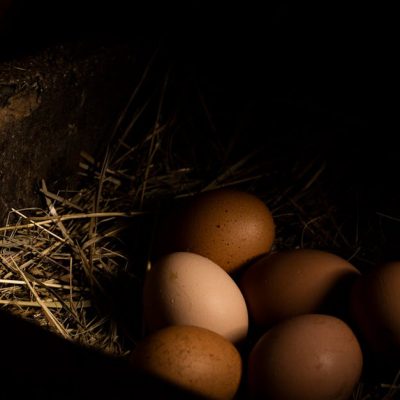 découvrez nos œufs rustiques, fraîcheur et saveur authentique pour vos recettes traditionnelles.